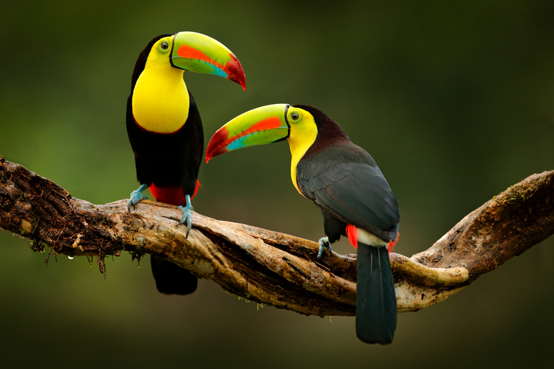 Vidéo Costa Rica Nature