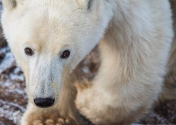 Le Manitoba, une porte sur la nature sauvage