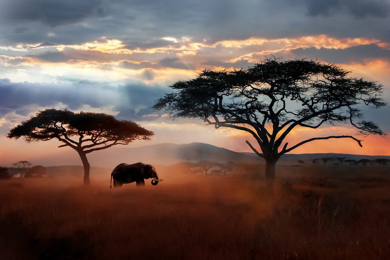 Safaris en Afrique avec Tours Chanteclerc