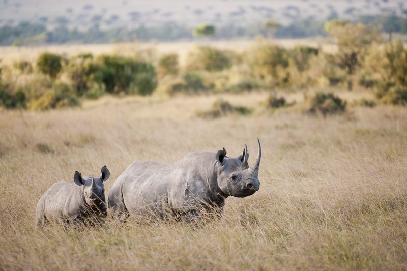 Safaris en Afrique avec Tours Chanteclerc