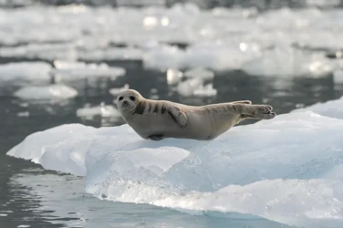 Direction l&rsquo;Alaska avec PONANT pour la nouvelle année