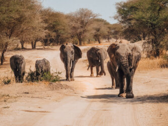 Protégé&nbsp;: La Tanzanie : une destination de voyage inoubliable