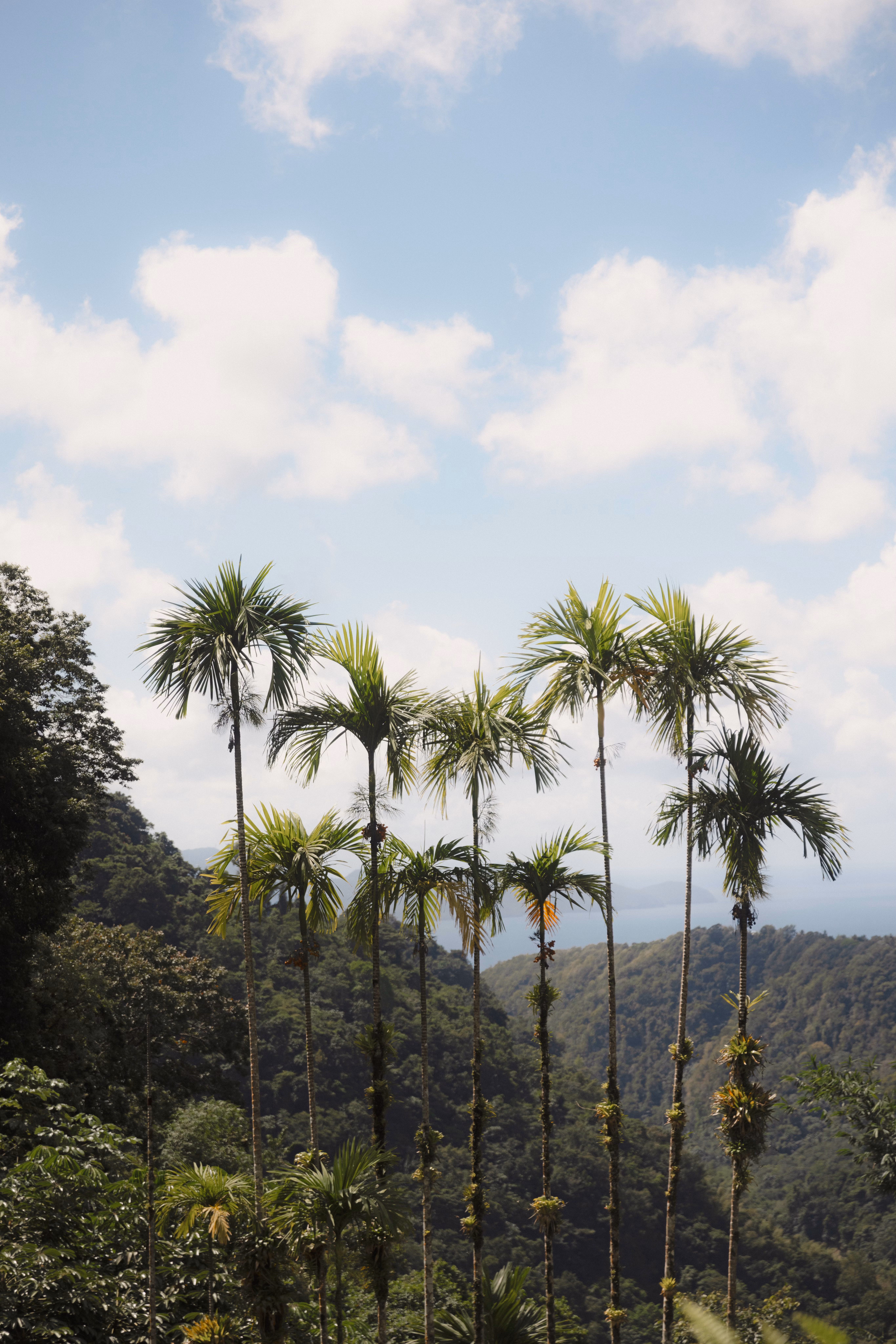 MSC Croisières : Les Caraïbes du Sud à l’année - Martinique