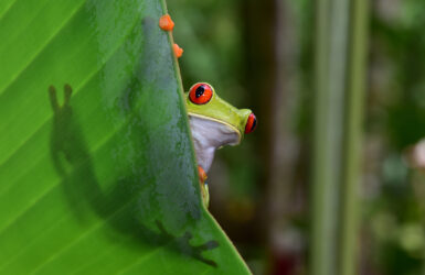 Le Costa Rica, sans passer par Montréal